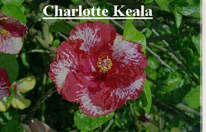 Chkeala.jpg (16409 bytes)