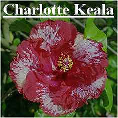 Chkeala2.jpg (11251 bytes)