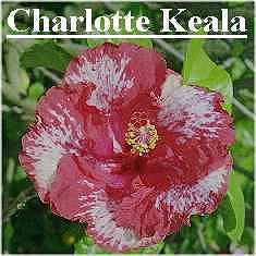 Chkeala3.jpg (11625 bytes)