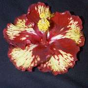 blackn-2.jpg (6467 bytes)