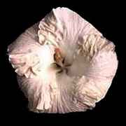 bmetts.jpg (4029 bytes)