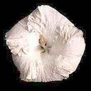 bmetts2.jpg (4168 bytes)