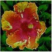 chaschmidt.jpg (6079 bytes)