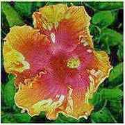 chaschm2.jpg (7292 bytes)