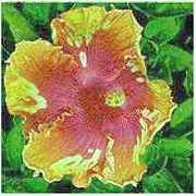 chaschm4.jpg (7188 bytes)