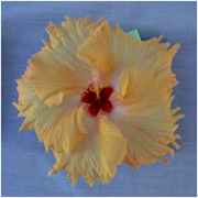 chmini.jpg (3992 bytes)