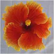 chsingl.jpg (4197 bytes)