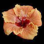 jayella2.jpg (4500 bytes)