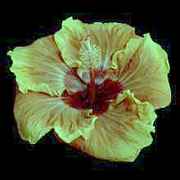 jayella3.jpg (4468 bytes)