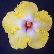 meteor.jpg (5317 bytes)