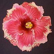 misslib3.jpg (6762 bytes)