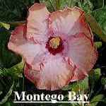 montegob.jpg (4738 bytes)