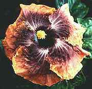 moodind3.jpg (6730 bytes)