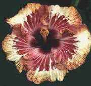 oldpunt2.jpg (6146 bytes)