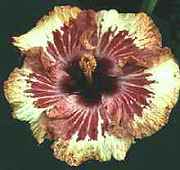 oldpunt3.jpg (5871 bytes)