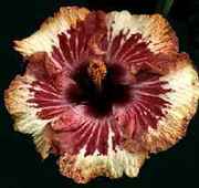 oldpunta.jpg (5537 bytes)