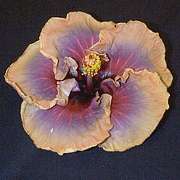 purplps3.jpg (6148 bytes)