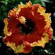 rngofire.jpg (5725 bytes)