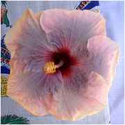 slingaa.jpg (4609 bytes)