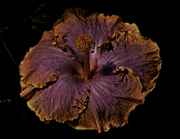 stormymoon.jpg (3149 bytes)