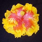 thepath2.jpg (6287 bytes)