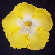 vasco2.jpg (4783 bytes)