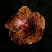 wallflower.jpg (3443 bytes)