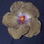 wallflow2.jpg (5023 bytes)