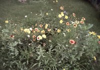 Mostly daisys right now