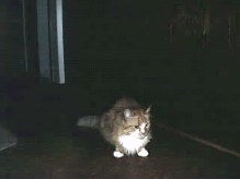 Gets upset when something changes