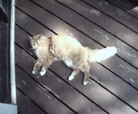 Cat is so lazy, he waits for the sun to come to him