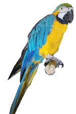 Blue - A Macaw