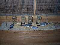 Chow time at the ranch