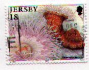 Great Britain Jersey 681