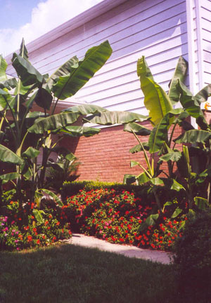 Japanese Hardy Bananas in Rockville, MD