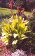 Canna 'Bengal Tiger' in Brookside Gardens -  Wheaton, MD