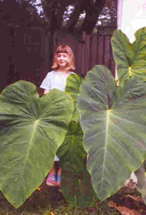 Elephant's Ears in the author's garden, Rockville, MD