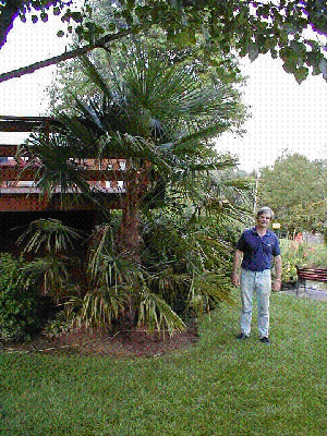 Windmill Palm in Ellicott City, MD, courtesy of Ron Andes