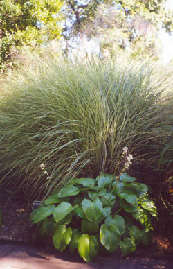 Miscanthus and Hosta at the National Arboretum