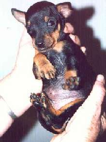 English Toy Terrier Arnie