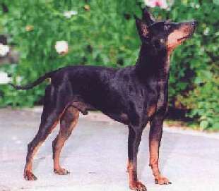 English Toy Terrier - King Arthur