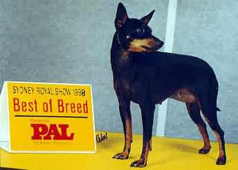 English Toy Terrier - Perle Noir