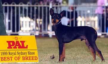 English Toy Terrier - Majic Flute