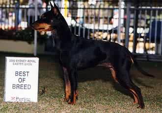 English Toy Terrier - James Cook