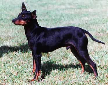 English Toy Terrier - Conan Doyle