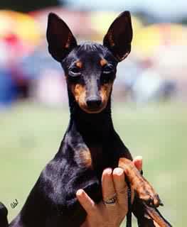 English Toy Terrier - Spellbound