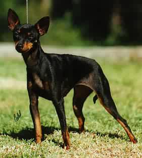 English Toy Terrier - Perle Noir