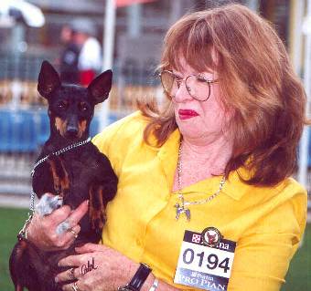 English Toy Terrier - Onyx Noir