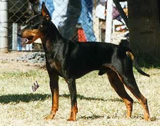 English Toy Terrier - Lord Litchfield