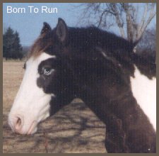 Born To Run, Jr. Color Champion, 1996 AIHR National Show.